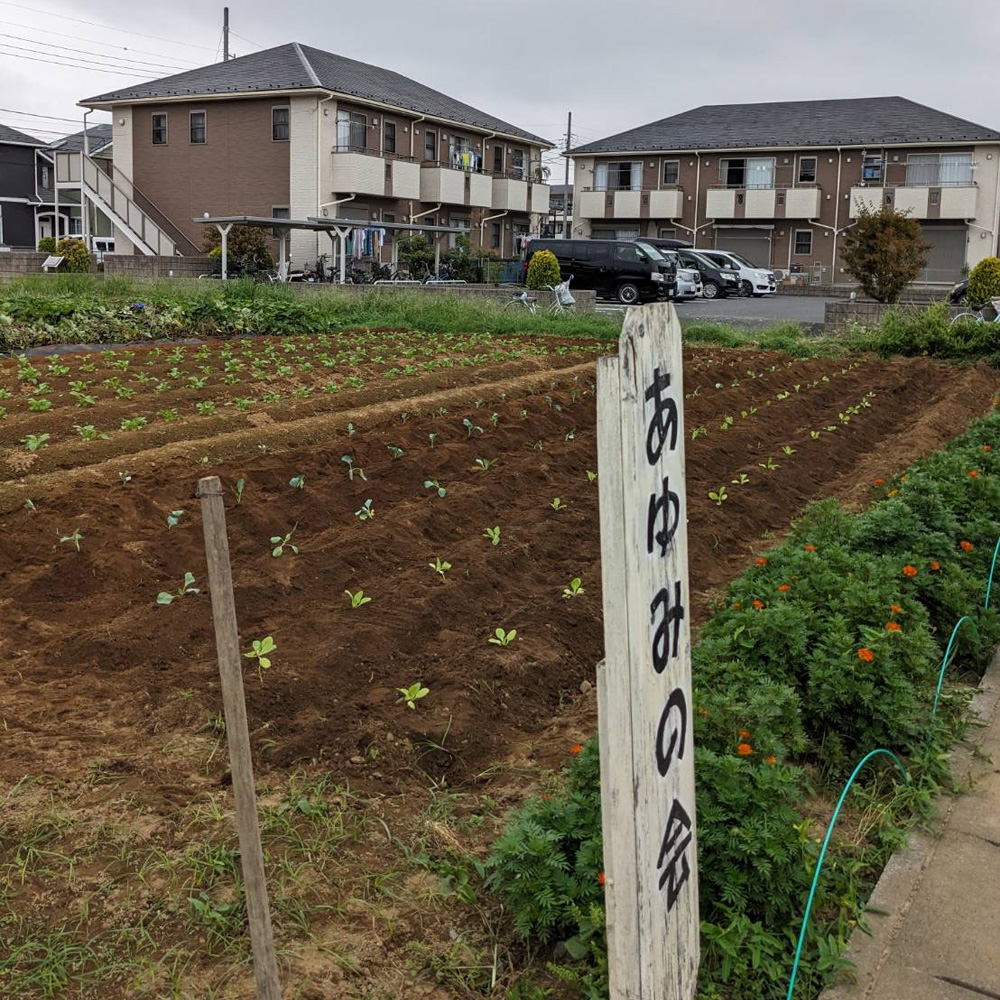 秋植え