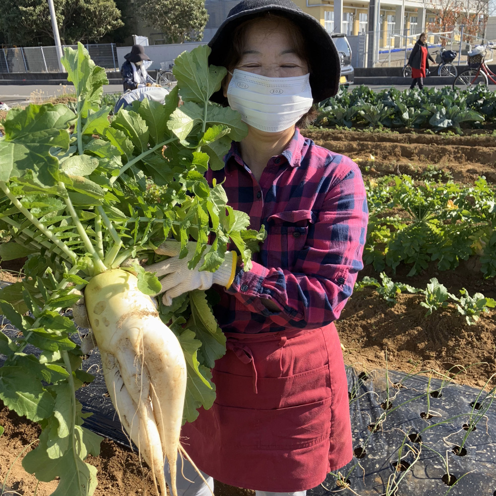 大根の収穫