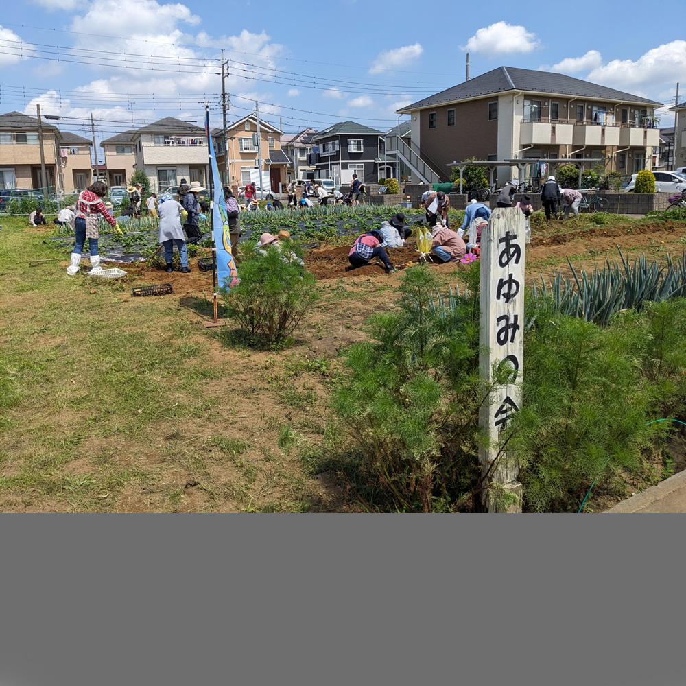 ジャガイモ収穫